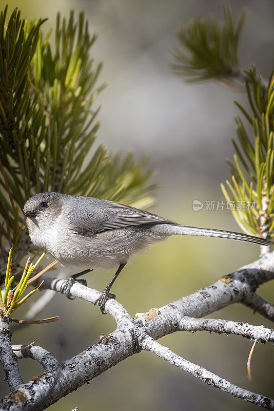 American Bushtit （Psaltriparus minimus）